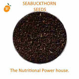 Sea Buckthorn Seed