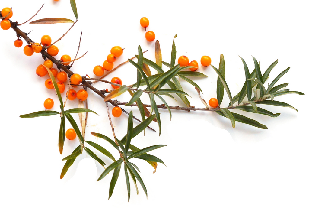 Leh Ladakh's Ladakh Berry | The Wonder Plant | Ladakh Gold | Gets GI Tag