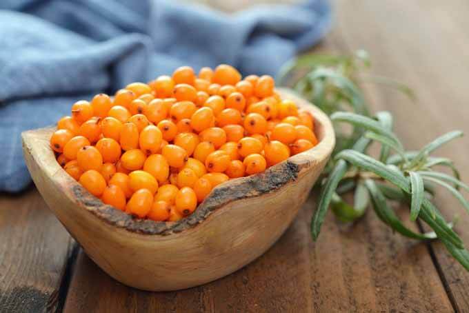 Sea Buckthorn: Himalayas’ Secret To A Healthy Life