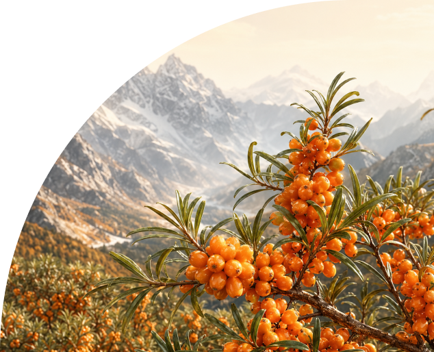 Wild Harvested in the Himalayas